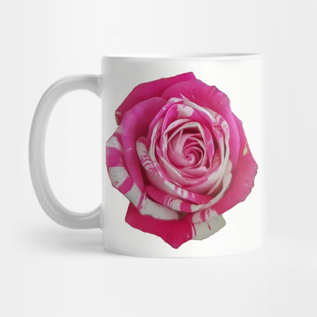 Pink and White Rose by ellenhenryart